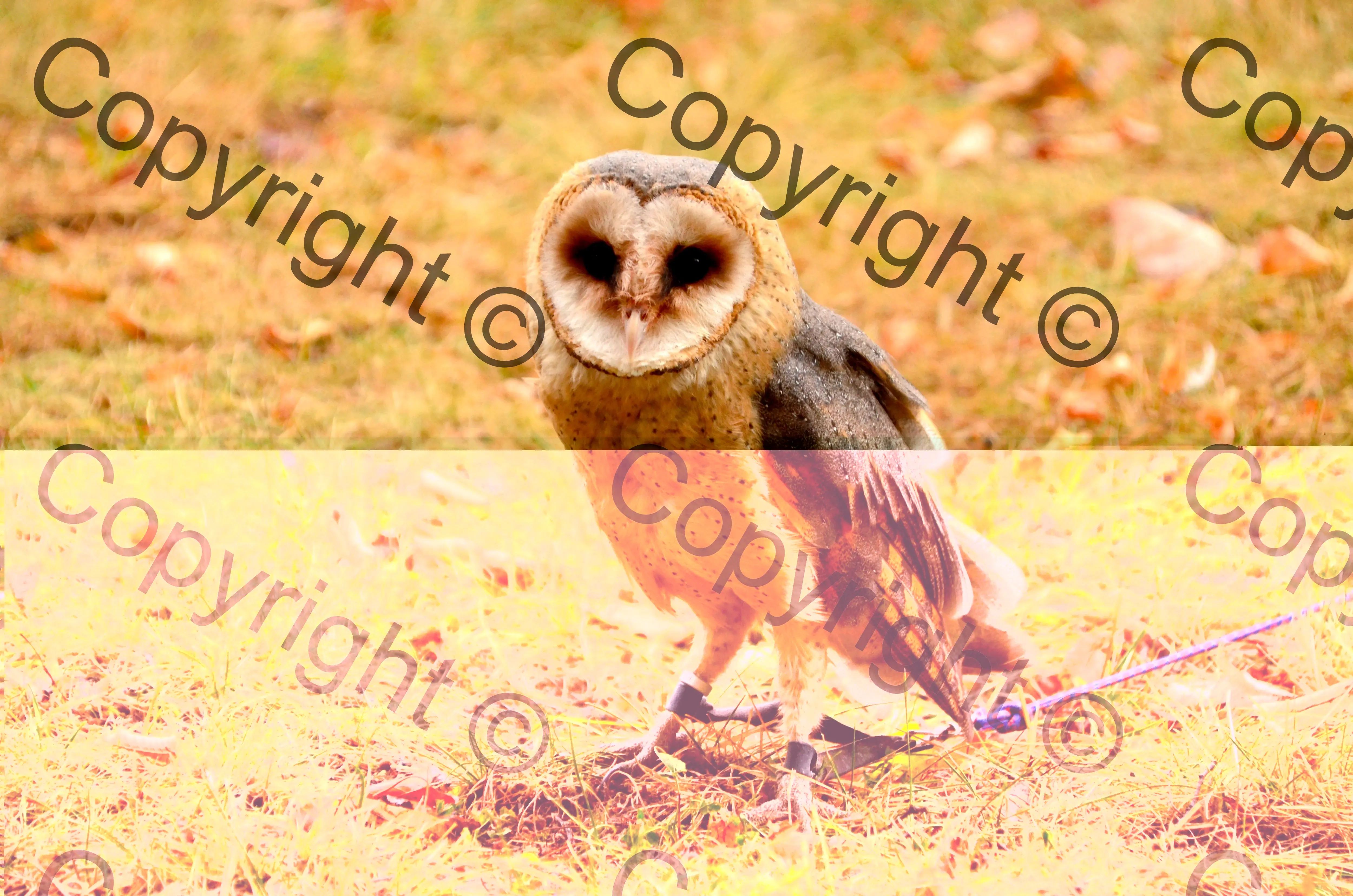 Tạo watermark lặp lại.